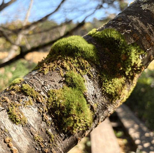 Close-up of moss on tree branch